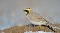 Horned lark on dirt patch