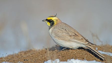Horned lark on dirt patch
