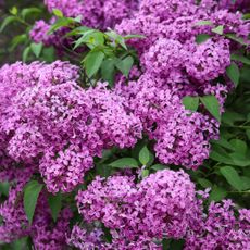 flowering lilac shrub being used as privacy screen plant