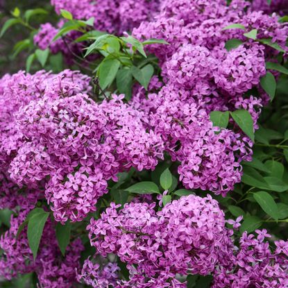 flowering lilac shrub being used as privacy screen plant