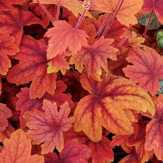 Heuchera