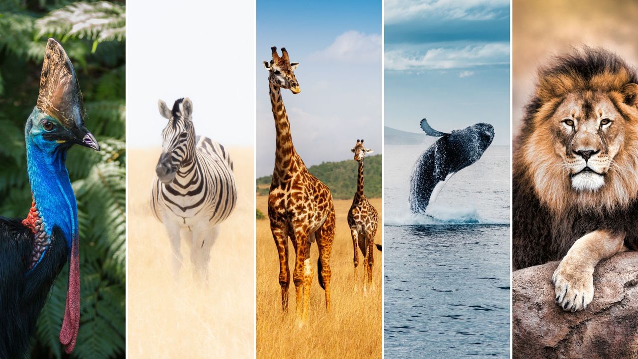 places to spot amazing wildlife montage