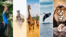 places to spot amazing wildlife montage
