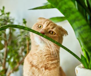 Orange tabby with fold ears sniffs a snake plant leaf