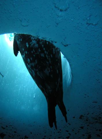 A seal peeks through an ice hole in the Antarctic ocean surface.