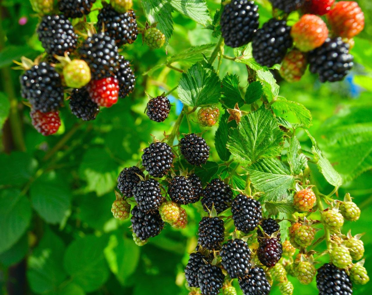 Blackberry Bush Full Of Blackberries