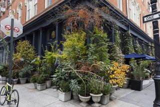 container plants on street outside shop front