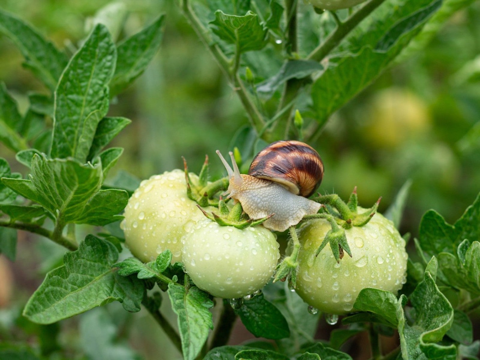 Arthropods and nematodes pests: (a) stripes on fruits caused by