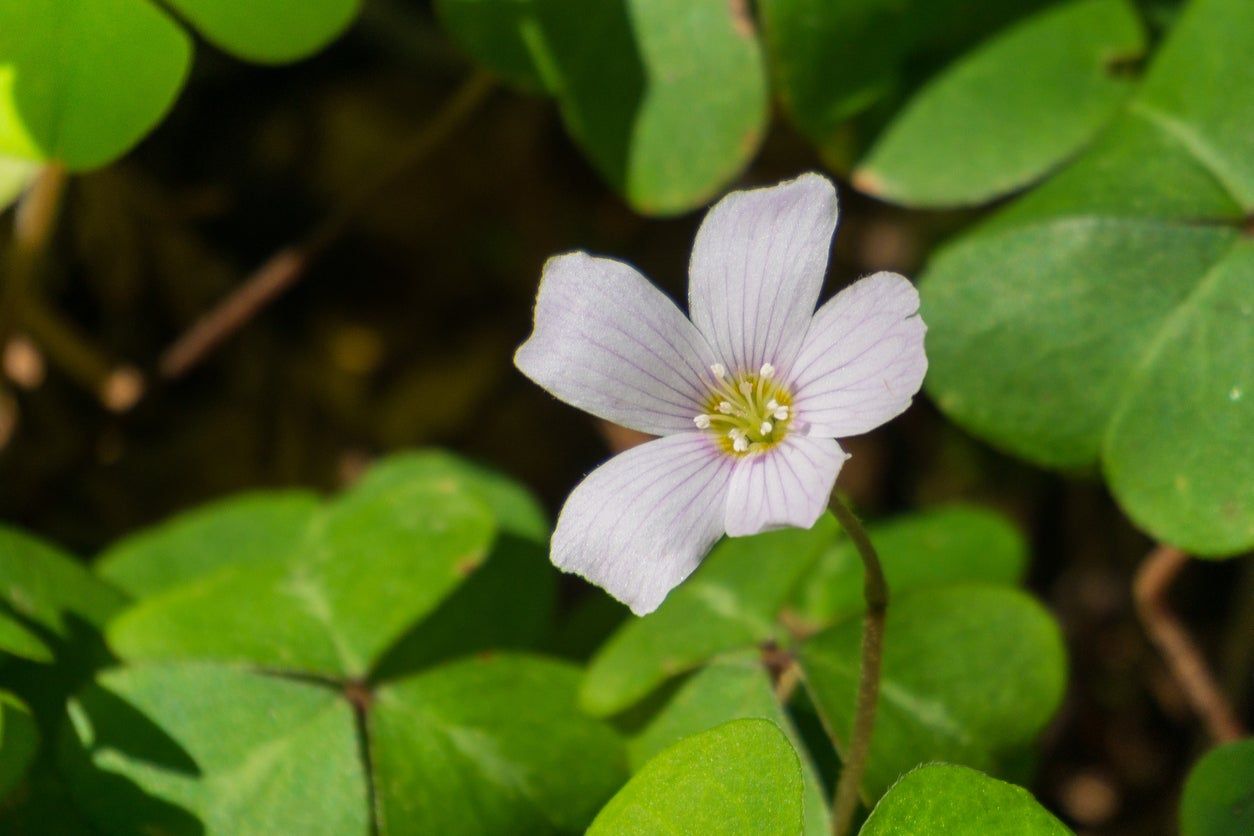 Redwood Sorrel Flowering Plant