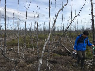 Richard Chen, a graduate student at the University of Southern California, was sampling the soil for NASA's ABoVE campaign in an area where a fire had taken place in Alaska.