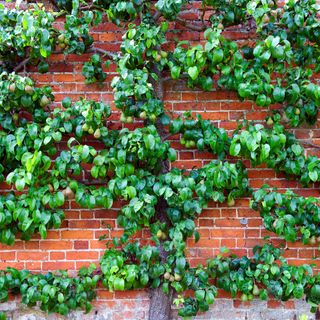 Espalier pear tree growing along brick wall