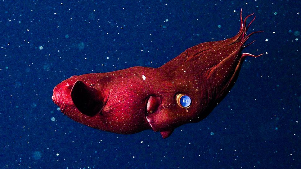 Vampire Squid Latin Name