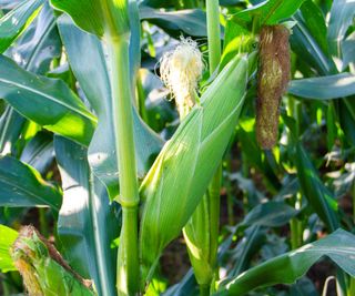 Ears of corn on stalks