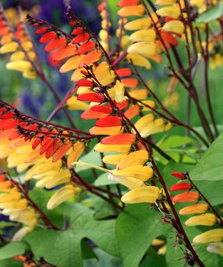 red and yellow blooms of climbing plant Ipomoea lobata