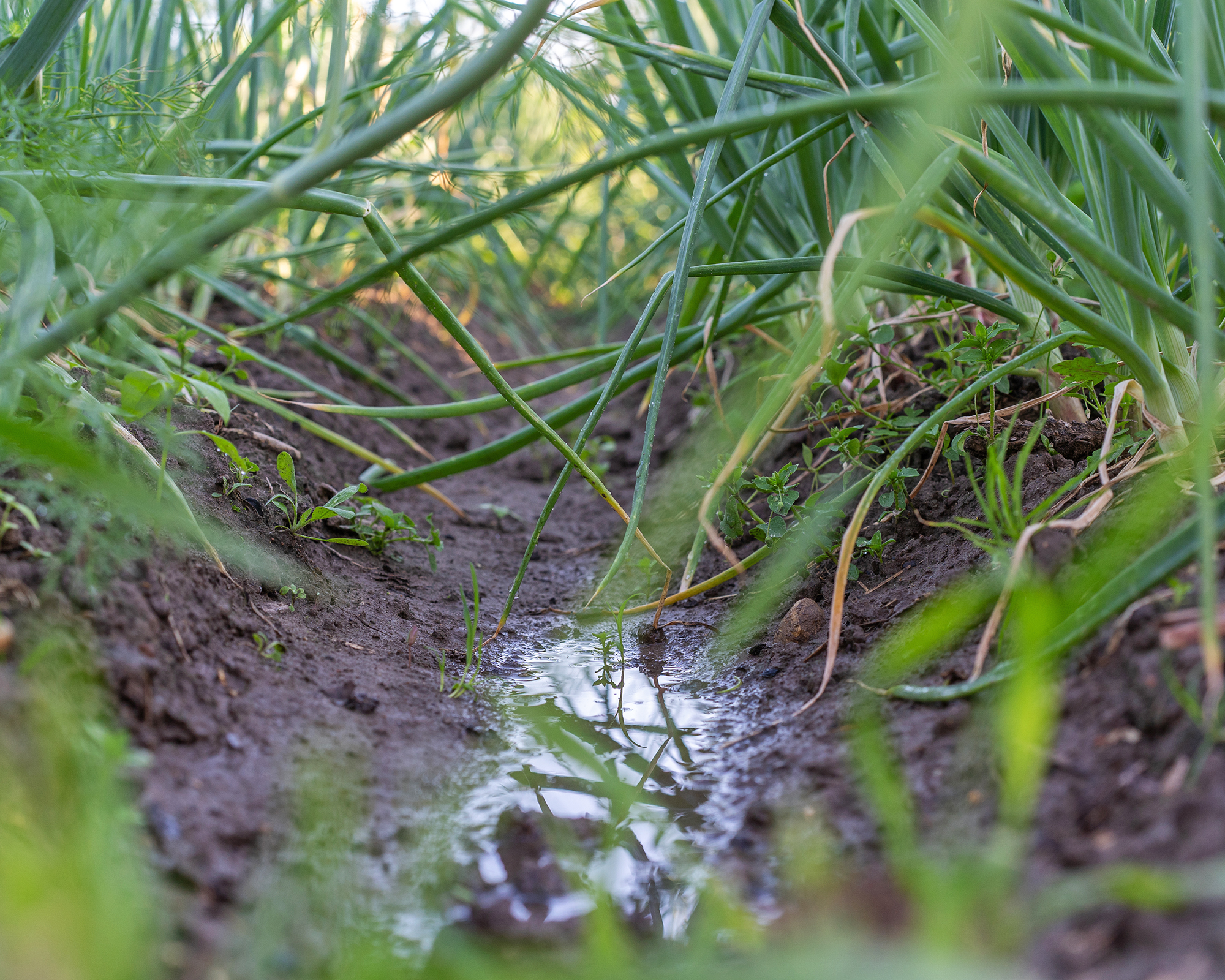 A row of green onions grows in moist soil, partially submerged in a rain-filled furrow.
