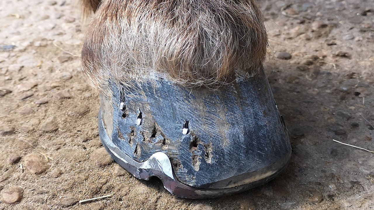 Before application of Equine America hoof balm