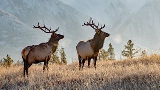 Pair of bull elk in Banff, Canada