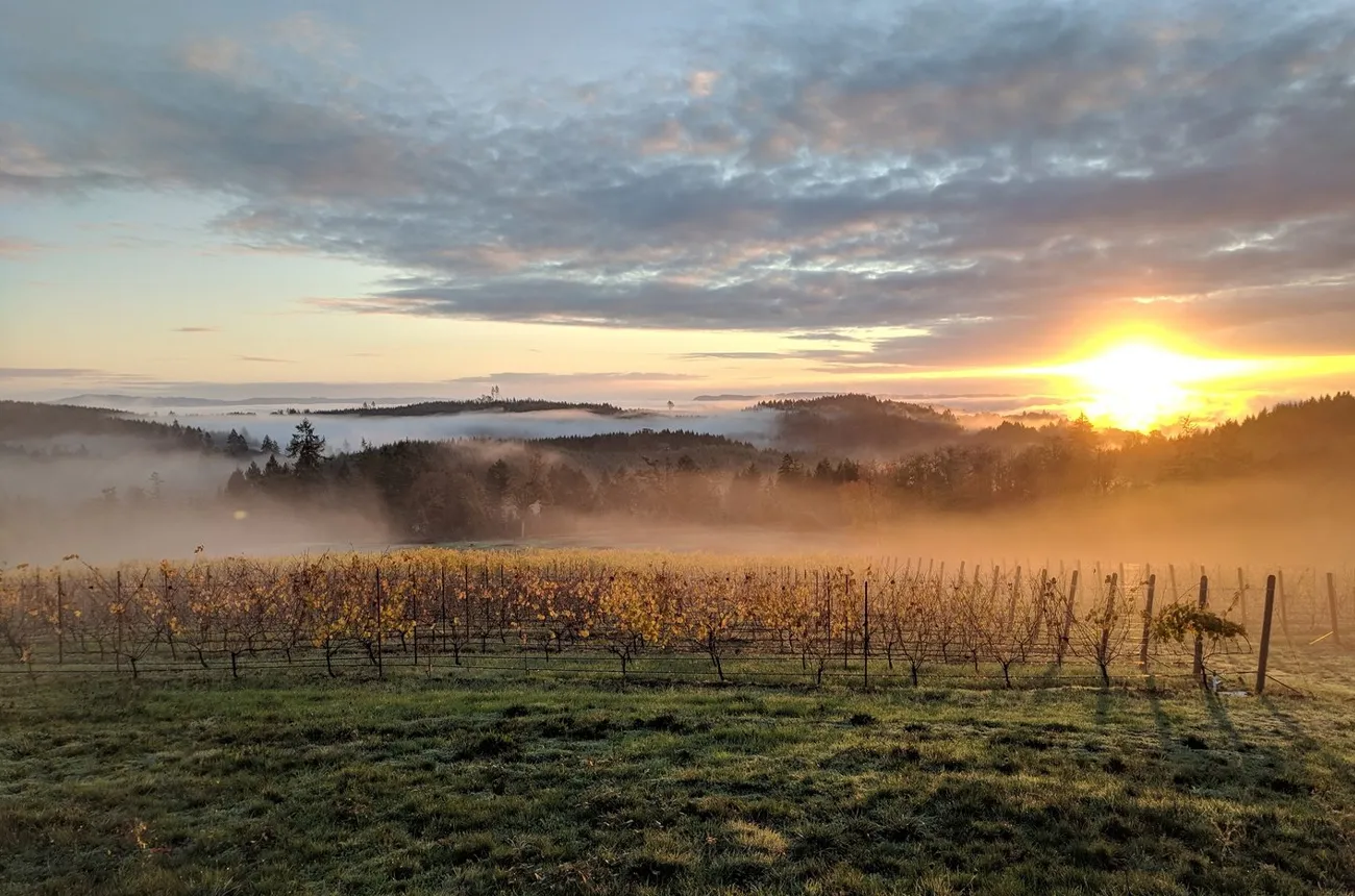 Chris James Cellars' vineyards.