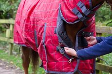 A horse wearing a turnout rug