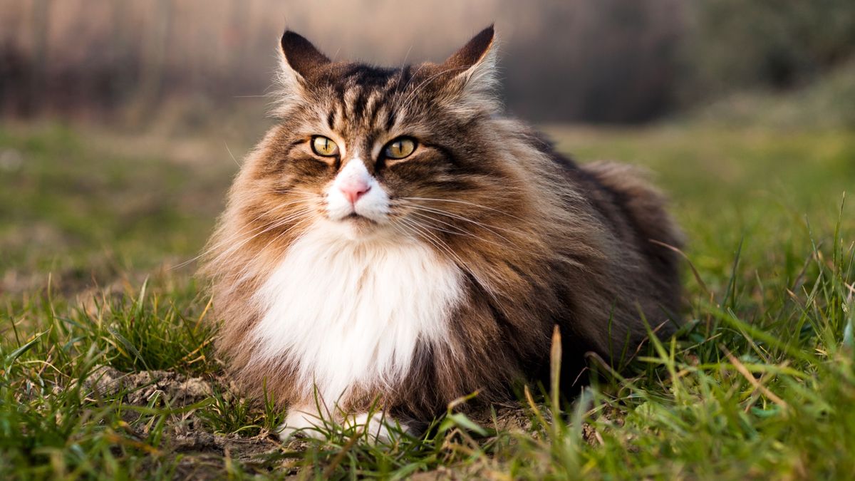 Long-haired cat breeds and how to care for them | PetsRadar