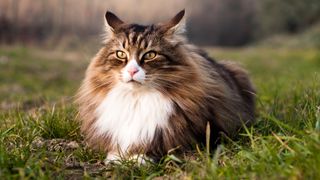 Norwegian Forest Cat sitting on the grass