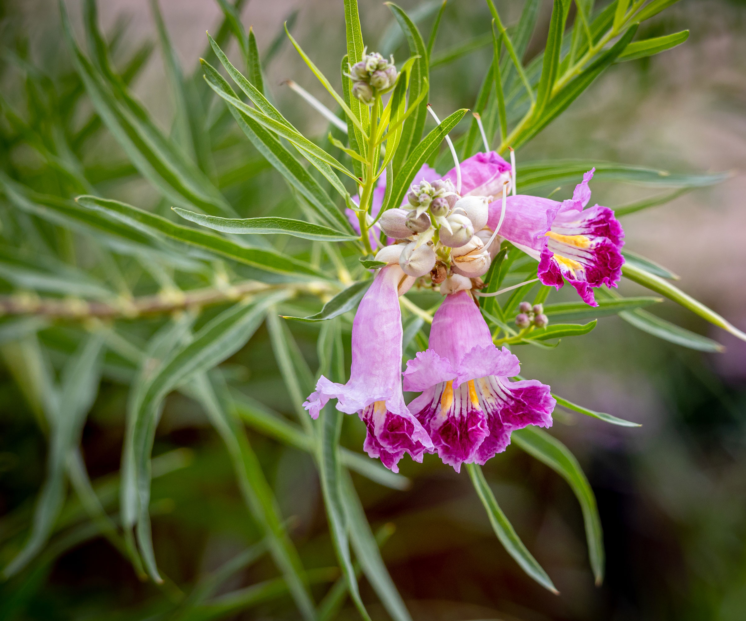 desert willow tree in flower
