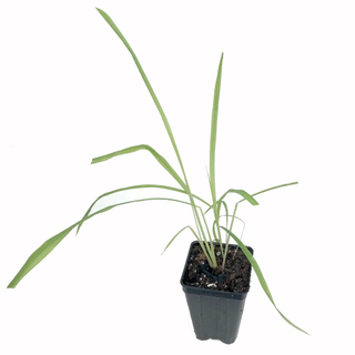A citronella grass plant in a black pot