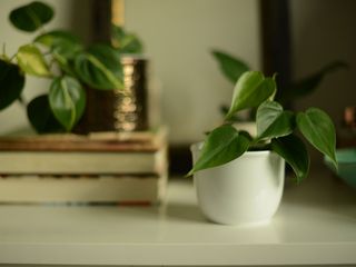 Philodendron plants on shelf