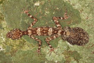 A bird's-eye view of the leaf-tailed gecko, highlighting the broad, flat tail that gave the species its name.