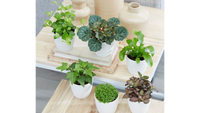 Terrarium plant collection