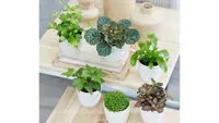 Terrarium plant collection