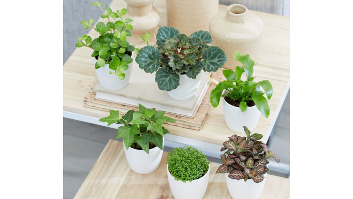 Best houseplants to brighten your home
