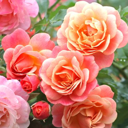 peach and pink and coral roses in garden display