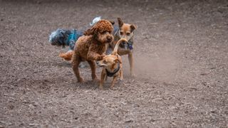 Two dogs sniffing each other outside