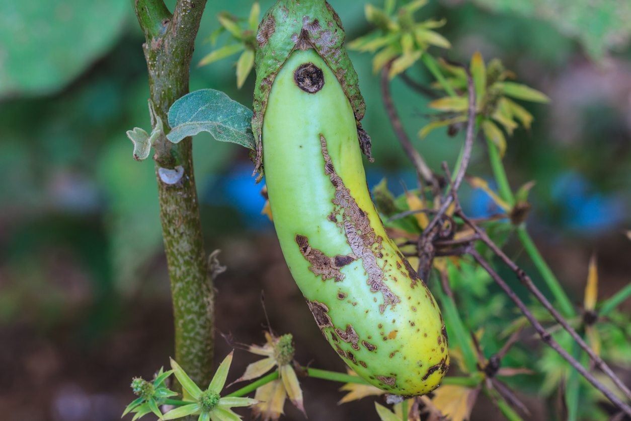 Eggplant With Colletotrichum Rot