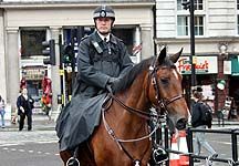 raleigh-police-horse.jpg