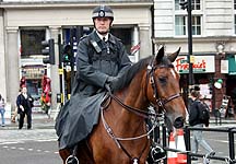 raleigh-police-horse.jpg