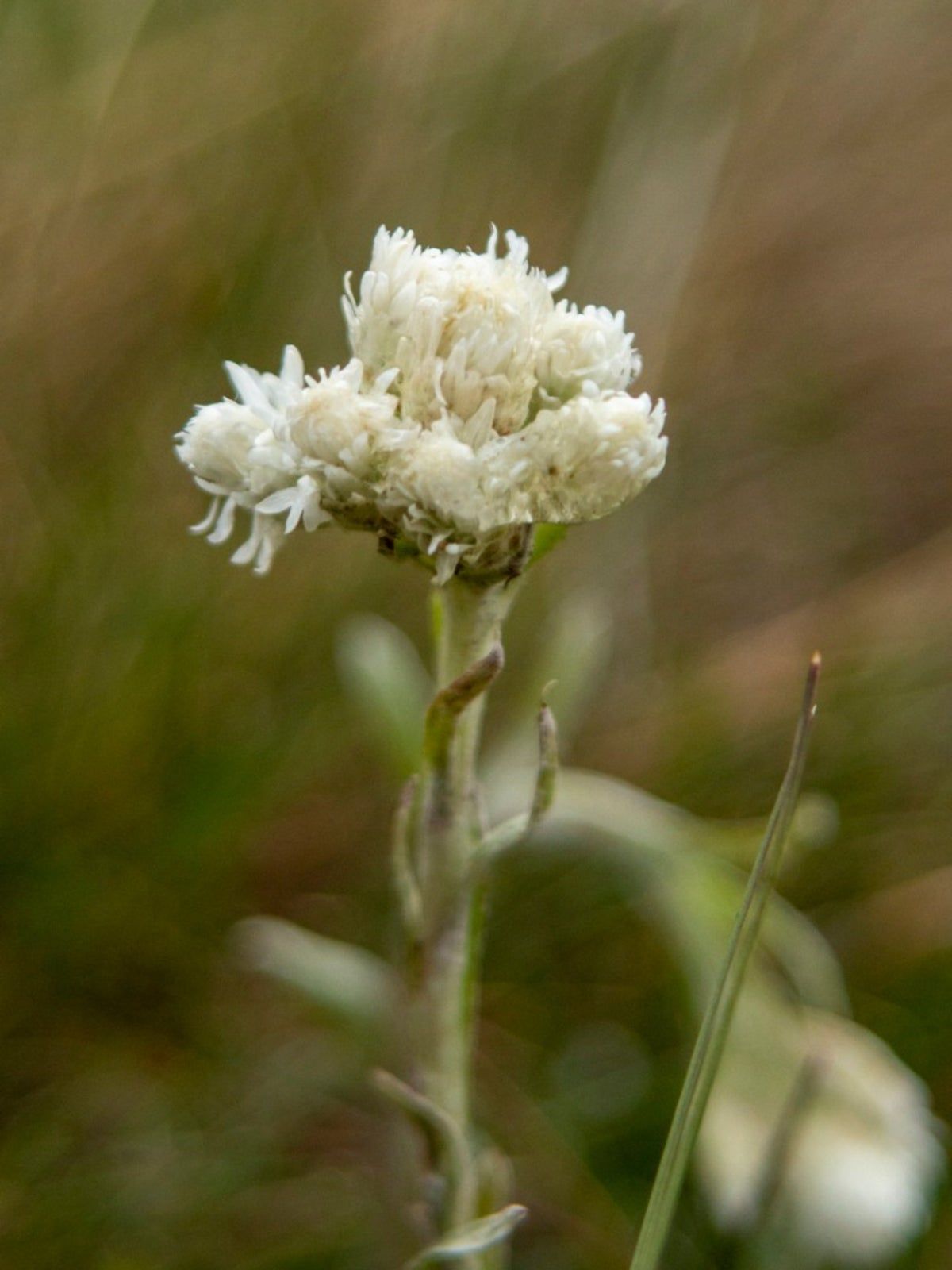 White Antennaria Pussytoe Flower