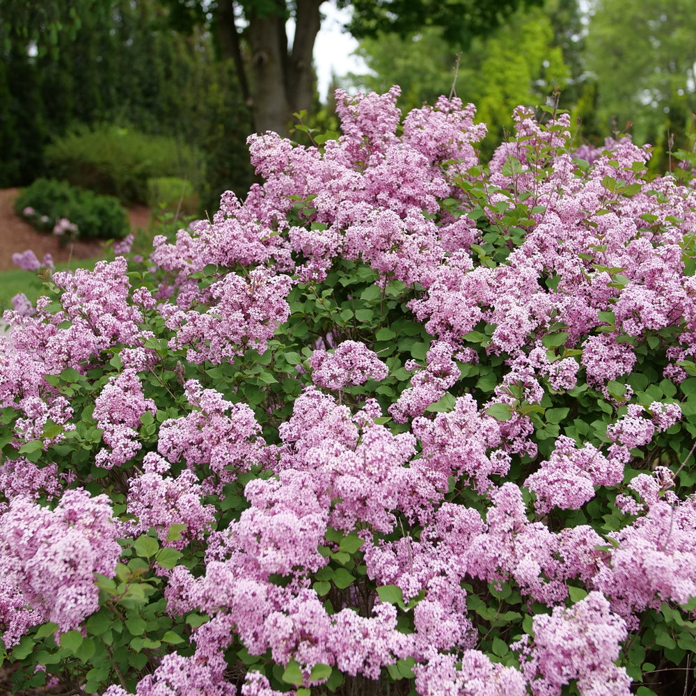 Bloomerang Purpink&amp;reg; Reblooming Lilac - Quart Container
