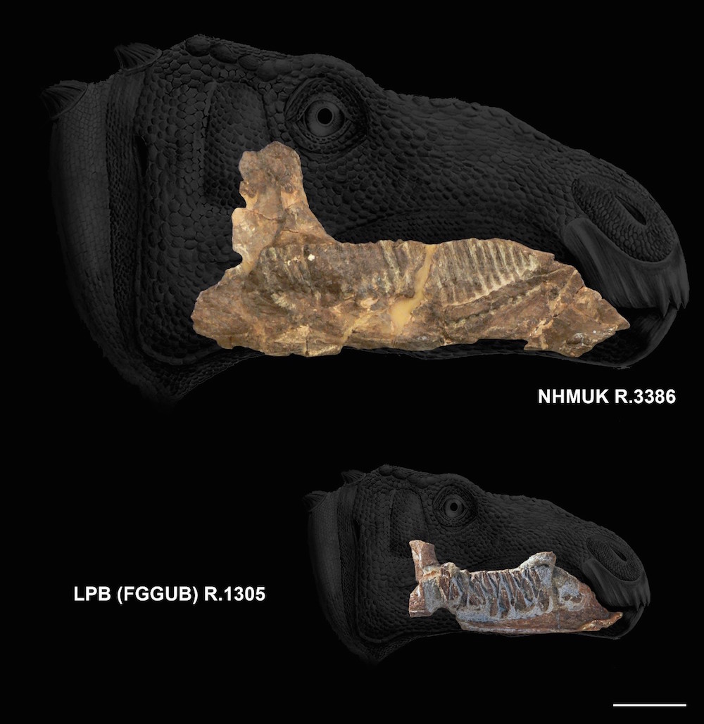 This size comparison shows the diseased Telmatosaurus (below) next to an adult duck-billed dinosaur of the same species. (Scale bar is 2 inches, or 50 millimeters.)