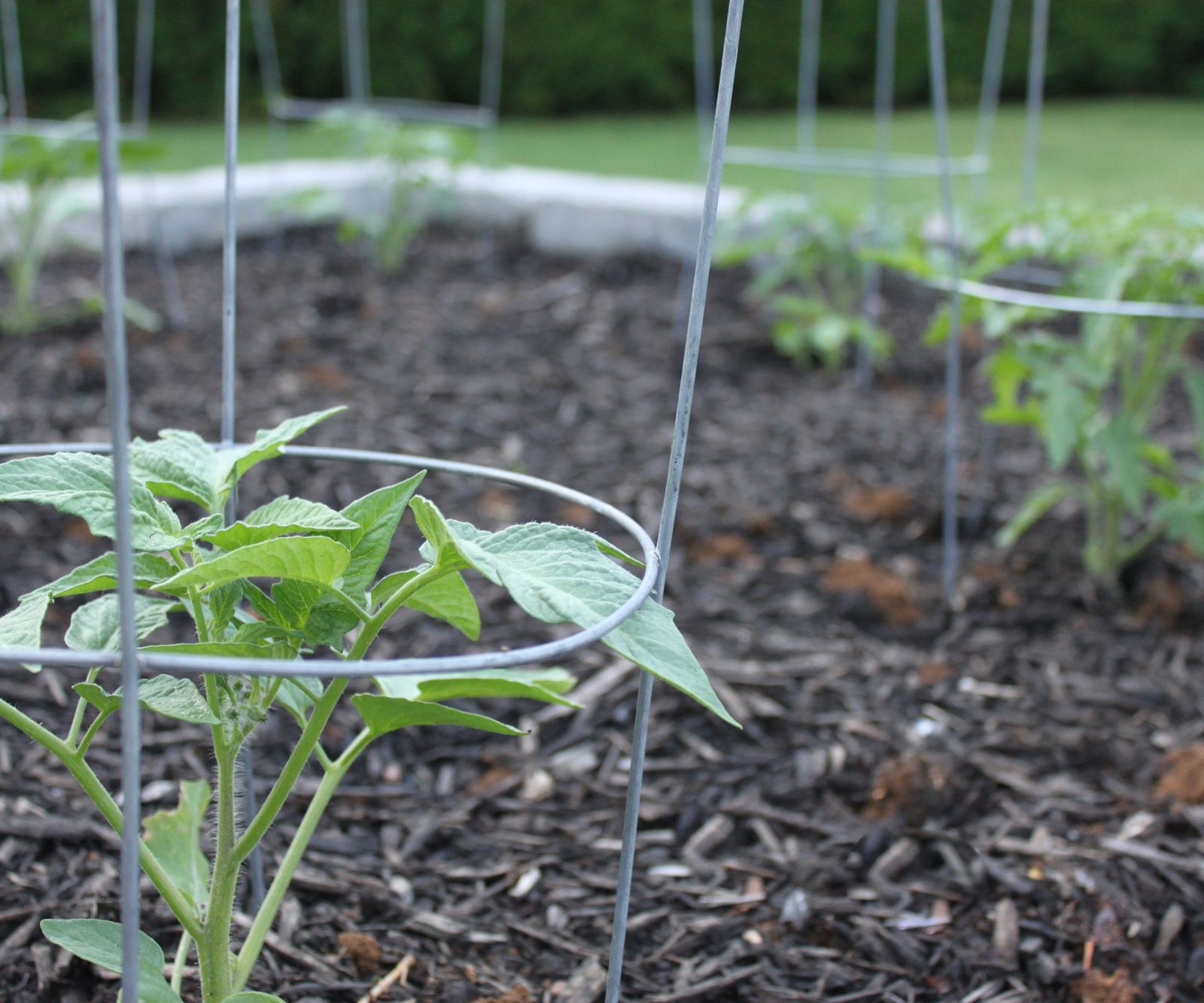 How to stake a tomato plant: expert tips on the best methods | Homes ...