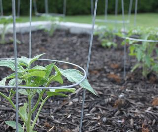 Young tomato plants growing in tomato cages