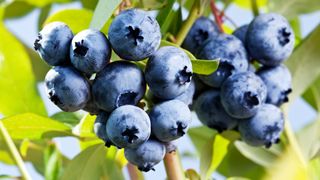 Blueberries on a shrub.