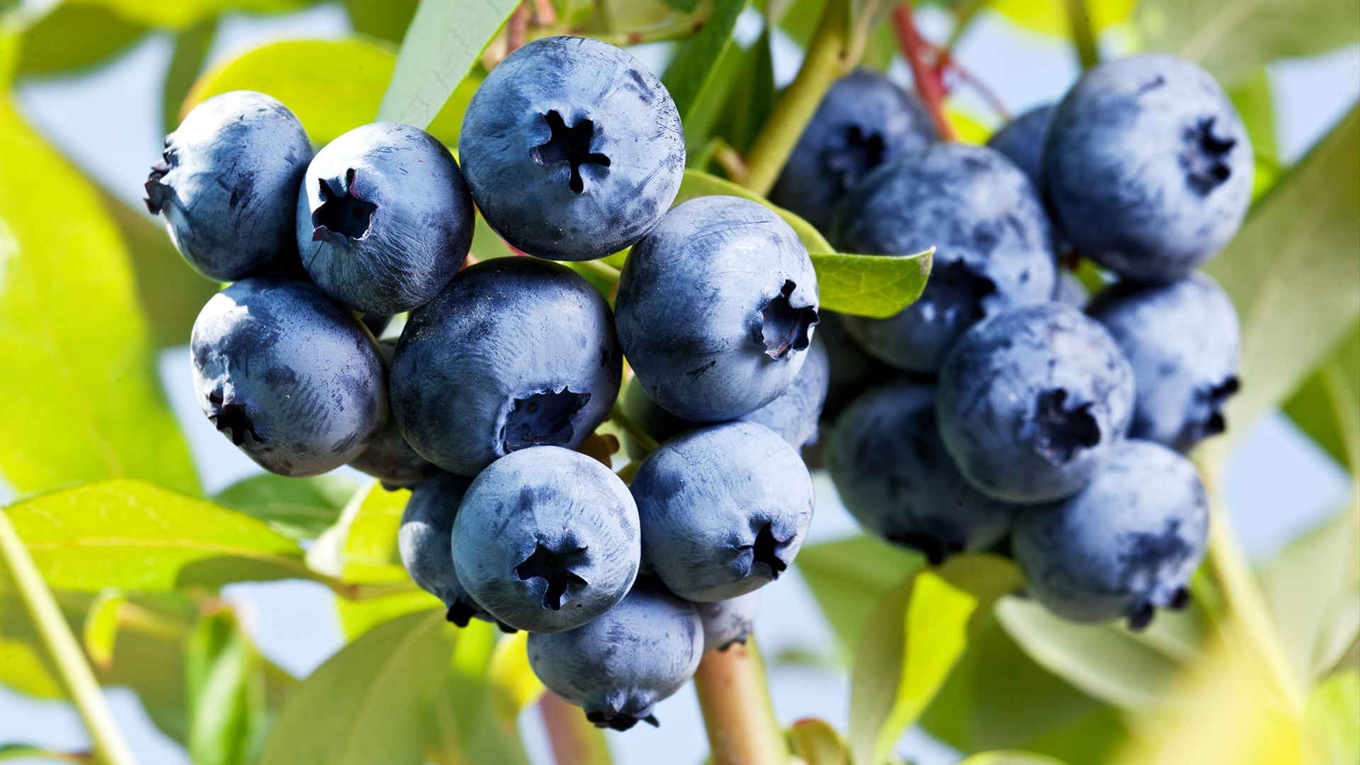 Blue Fruit Blue Fruit