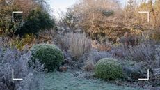 picture of a frosted UK garden with shrubs and bushes 