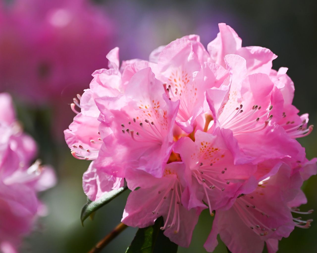 How to grow azaleas 