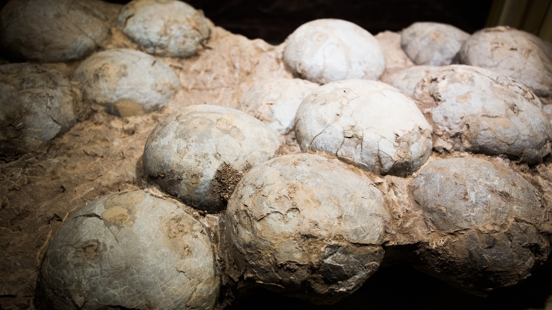 a photo of fossilized dinosaur eggs