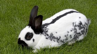 English spot rabbit