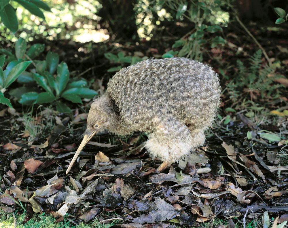 little spotted kiwi