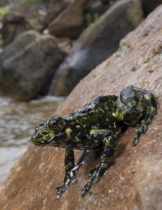 cute frog
